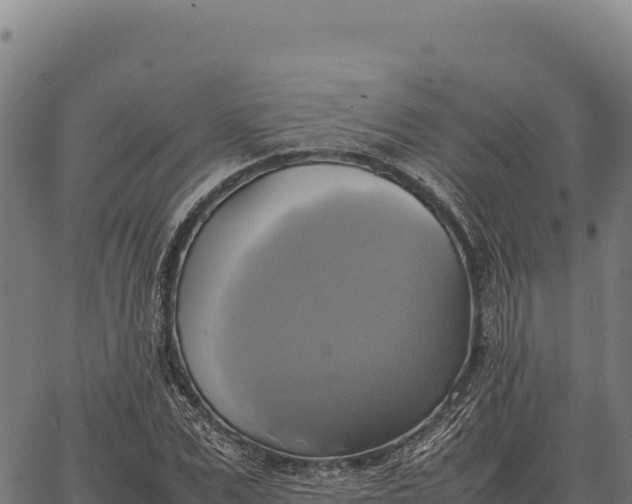 X0000066520975200603311750