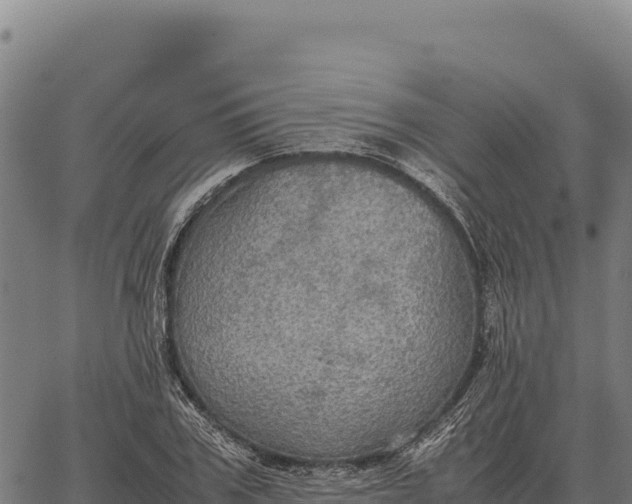 X0000066520979200603311750