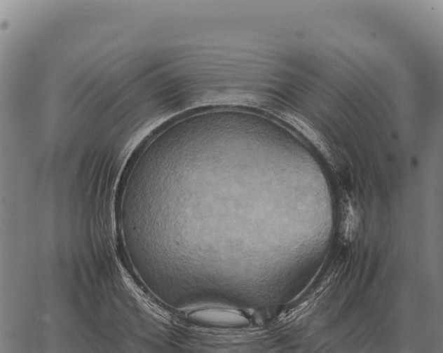 X0000066520980200603311750