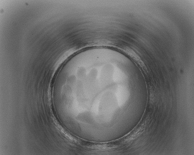 X0000066520990200603311750