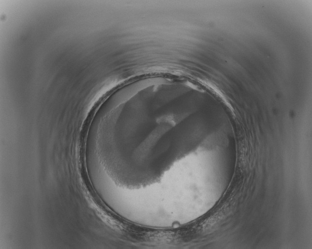 X0000066520991200603311750