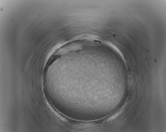 X0000066520997200603311750