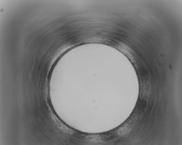 X0000066521000200603311750