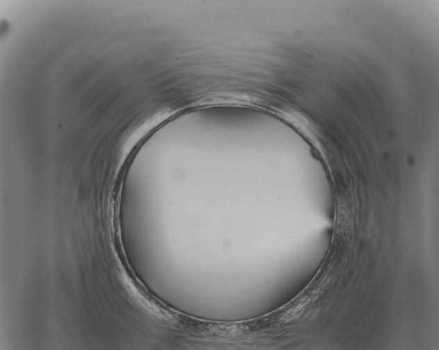 X0000066521003200603311750