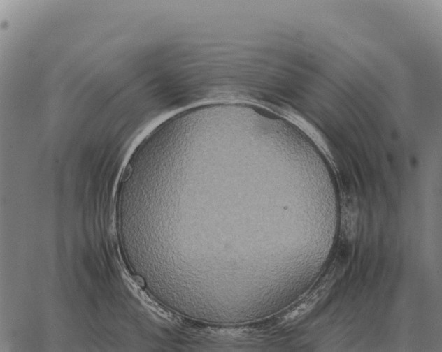 X0000066521004200603311750