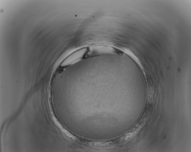 X0000066521005200603311750