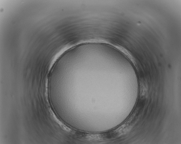 X0000066521006200603311750