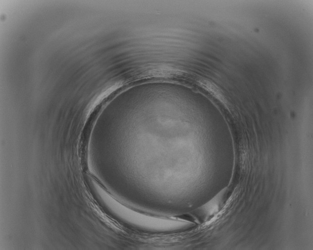 X0000066521026200603311749