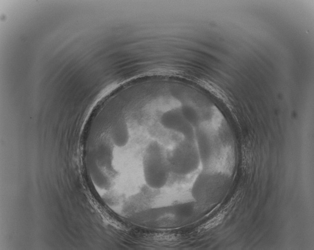 X0000066521029200603311749