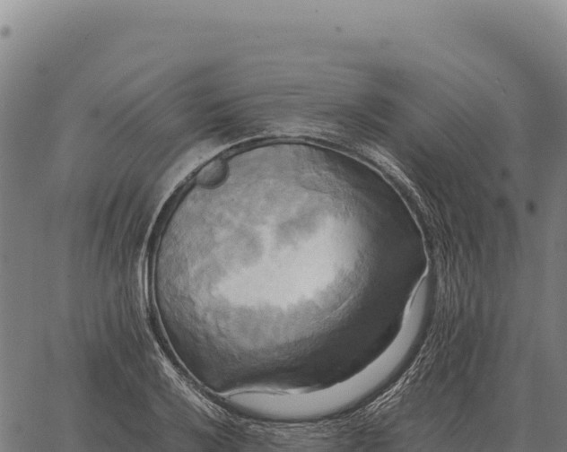 X0000066521032200603311749