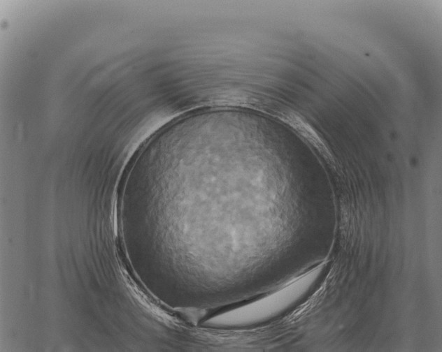 X0000066521036200603311749