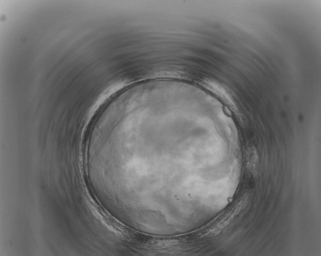 X0000066521043200603311749