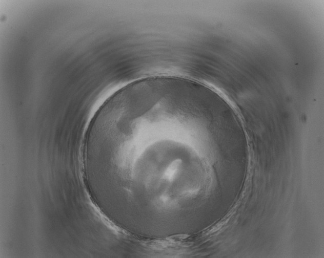 X0000066521056200603311750