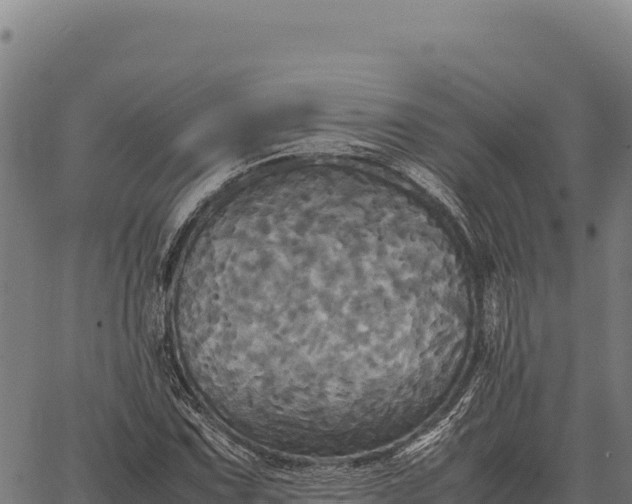 X0000066521067200603311749