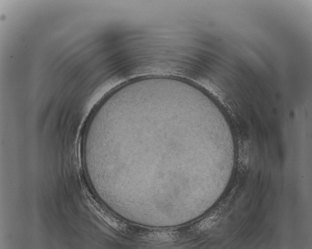 X0000066521078200603311748