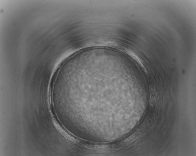 X0000066521080200603311748