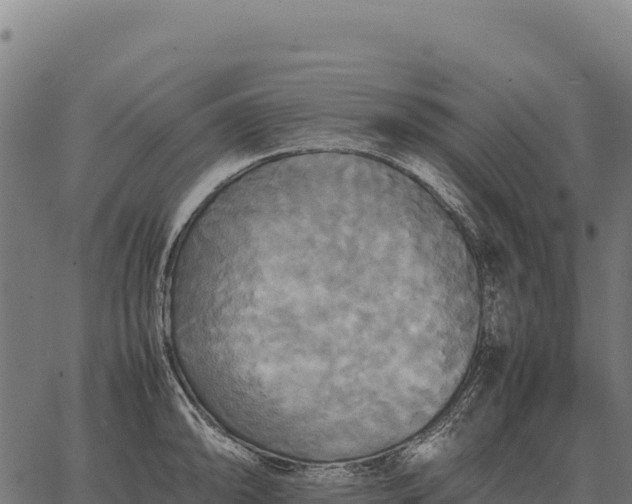 X0000066521094200603311748