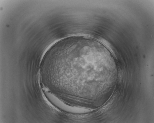 X0000066521100200603311748