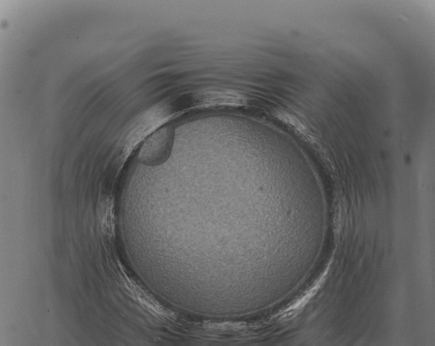 X0000066521113200603311747