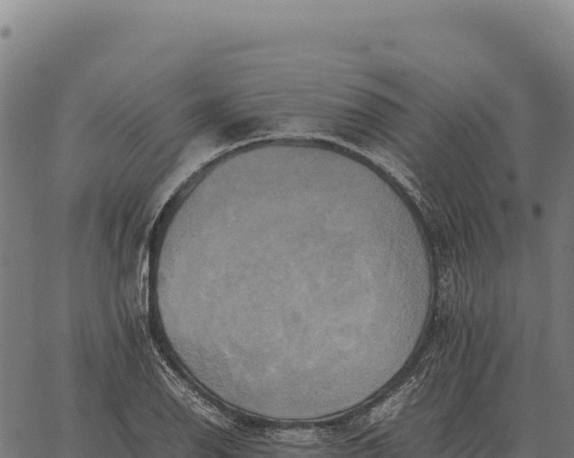 X0000066521126200603311748