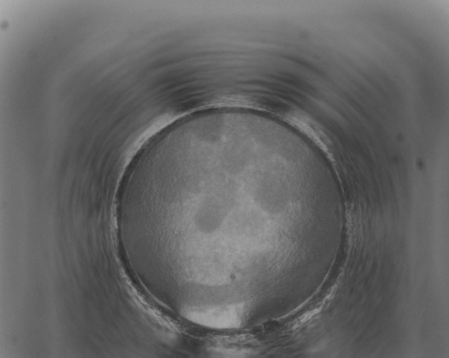 X0000066521133200603311748