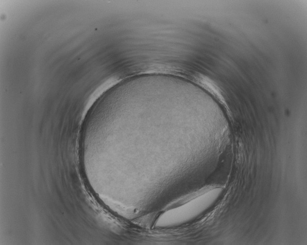 X0000066521138200603311748