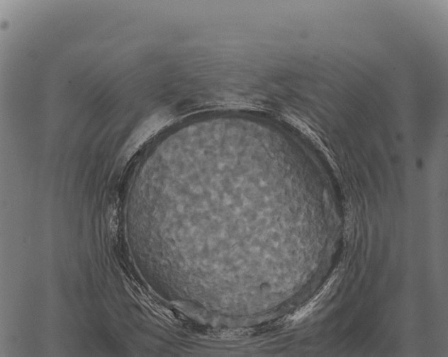 X0000066521163200603311747