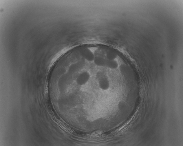 X0000066521167200603311747