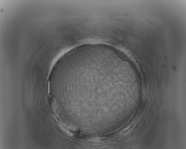 X0000066521175200603311747