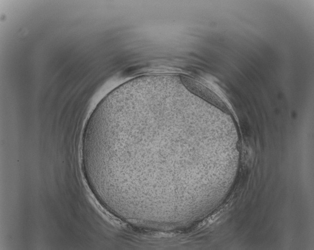 X0000066521195200603311746