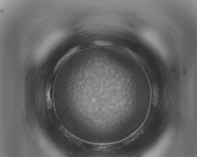 X0000066521198200603311746