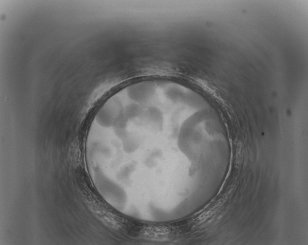 X0000066521215200603311746