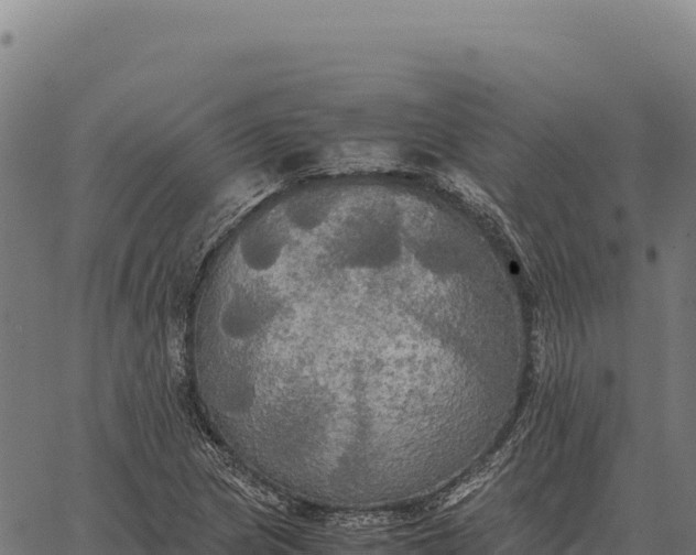 X0000066521217200603311746