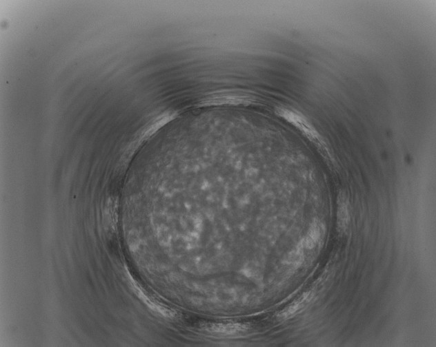 X0000066521233200603311746