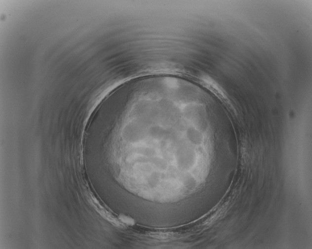 X0000066521236200603311746