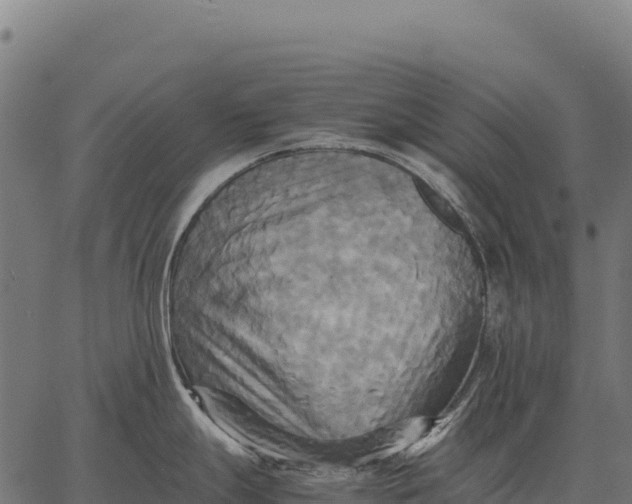 X0000066521247200603311746