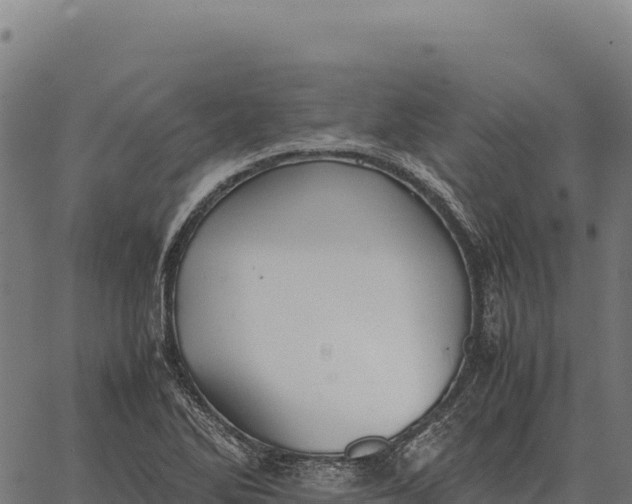 X0000066521270200603311745