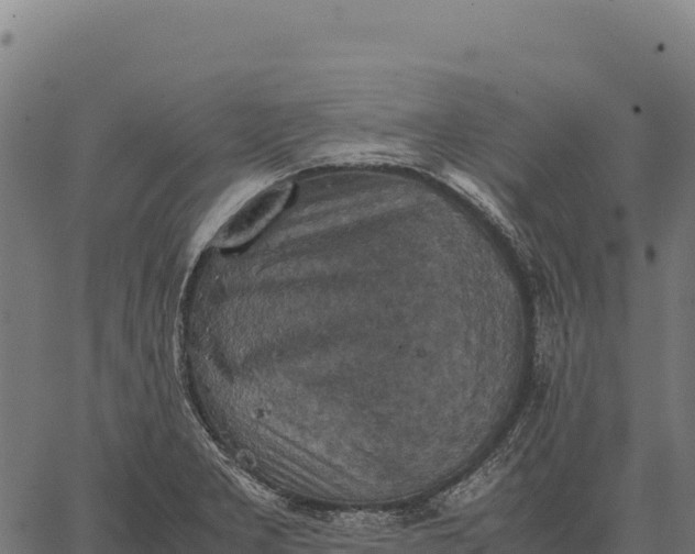 X0000066521277200603311745