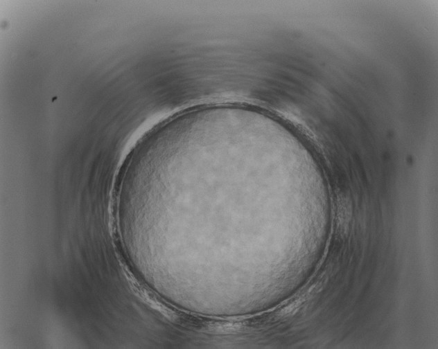 X0000066521278200603311745