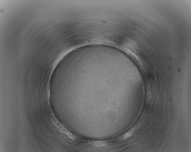 X0000066521280200603311745