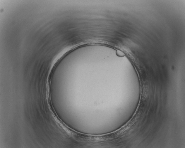 X0000066521286200603311745