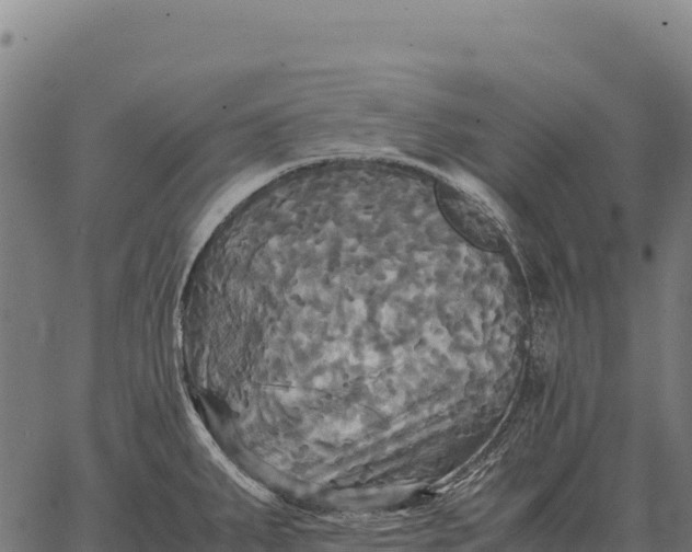 X0000066521287200603311745