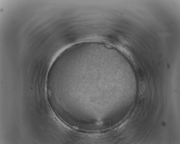 X0000066521288200603311745