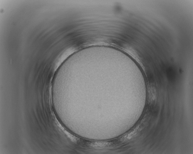 X0000066521290200603311745