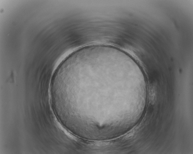 X0000066521294200603311745