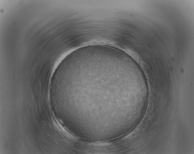 X0000066521296200603311745