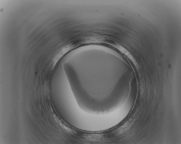 X0000066521337200603311745