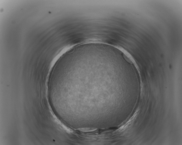 X0000066521341200603311745