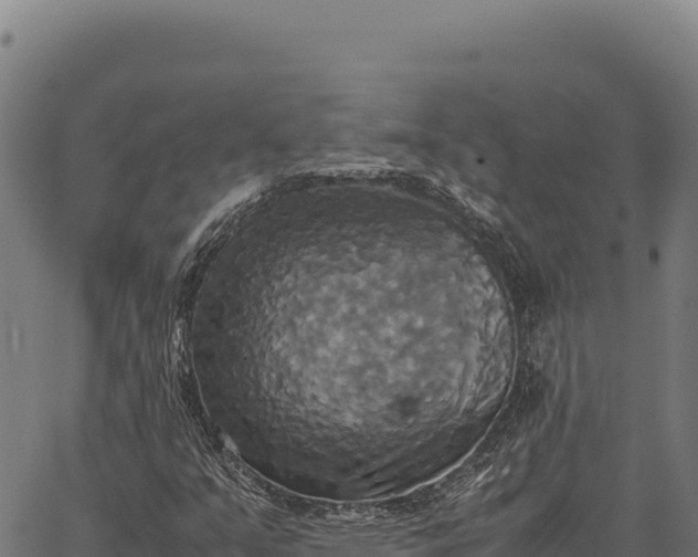 X0000066521351200603311744