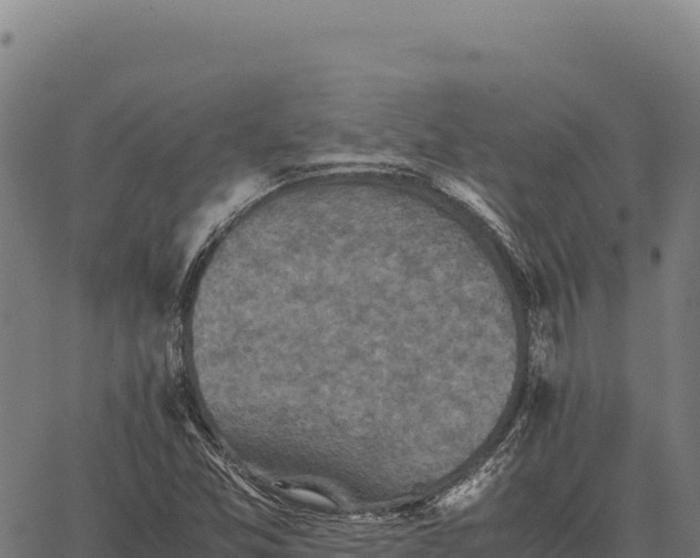 X0000066521357200603311744